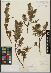 Foto von Salix waldsteiniana Willd.